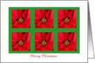 Business Christmas Cards -- Merry Christmas Red Poinsettias card