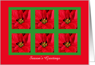 Business Christmas Cards -- Season’s Greetings Red Poinsettias card