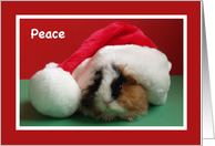 Guinea Pig in Santa Hat Christmas card