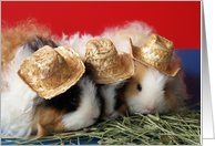 Guinea Pig Note Card