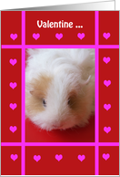 Animal Valentine -- Be Mine Guinea Pig card