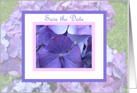 Save the Date Wedding Invitation -- Purple Hydrangeas card