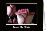 Save the Date Wedding Announcement -- Beautiful Roses card