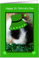St. Patricks Day Card -- Guinea Pig card
