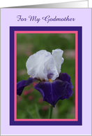 Iris for my Godmother at Easter card