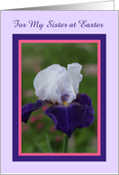 Iris for my Sister at Easter card
