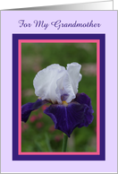 Iris for my Grandmother at Easter card