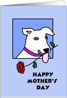 Mothers Day Card from Dog -- A Rose from your White Pooch card