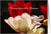 Italian Happy Mothers Day Card -- Stunning Tulips card