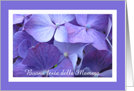 Italian Happy Mothers Day Card -- Gorgeous Purple Hydrangea card