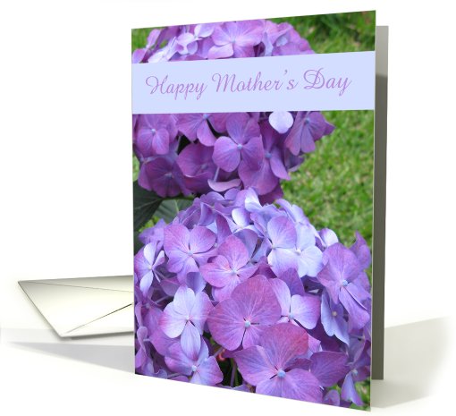 Garden Hydrangea for Mom -- Mothers Day card (415770)