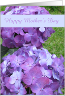 Garden Hydrangea for Mom -- Mothers Day Card