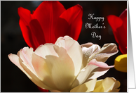 Stunning Red and White Tulips for Mothers Day Card