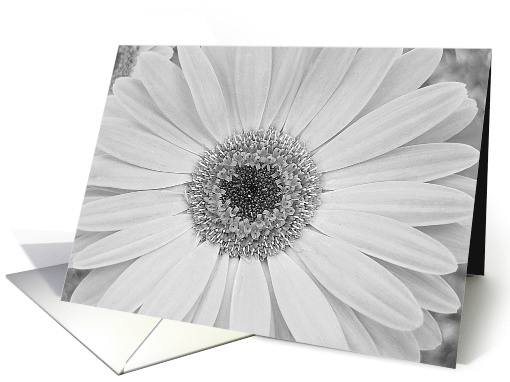 White Gerbera Daisy Floral Note card (419879)