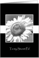 Mammoth Sunflower Secret Pal Card