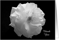 Sympathy Thank You Card -- White Rose on Black card