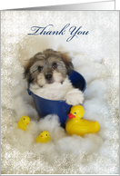 Puppy Thank You Card -- Coton De Tulear card