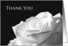 Blank Flower Thank You Card -- White Rose Flower card