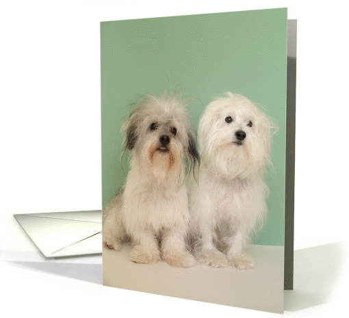 Two Dogs Friendship card (75829)