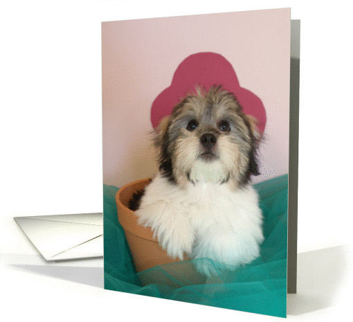 9th Birthday Card -- Puppy card (75877)