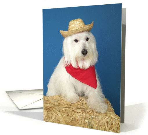 7th Birthday Card -- Cowboy Dog card (76003)