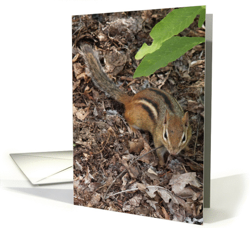  Chipmunk Card (blank inside) card (77601)