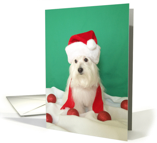 Dog Christmas Card -- Holiday Wishes card (78107)