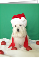 Dog Christmas Card -- Holiday Wishes card