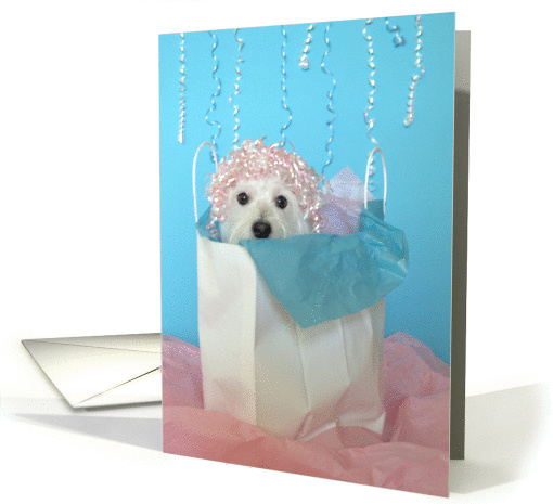 Dog Birthday Card -- Birthday Fun card (78504)