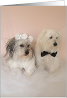 Wedding Congratulations Card -- Mr. & Mrs. Dogs card