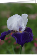 Religious Birthday Card -- Iris card