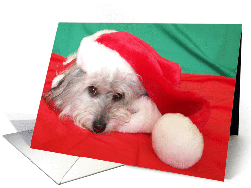 Dog Christmas Card -- Peace and Joy card (78879)