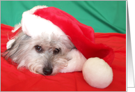 Dog Christmas Card -- Peace and Joy card