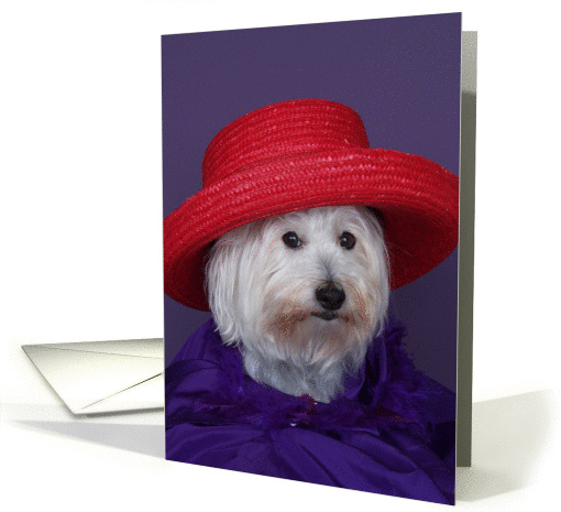 Red Hat Birthday Card -- All decked out in red and purple card (82726)