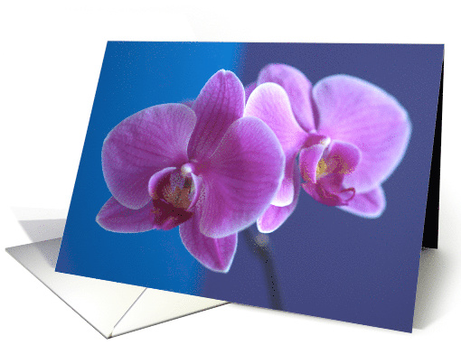 Friend Birthday Orchid card (85041)