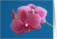 Orchid Delight Card (blank inside) card