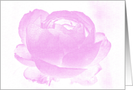 Antique Rose Note Card