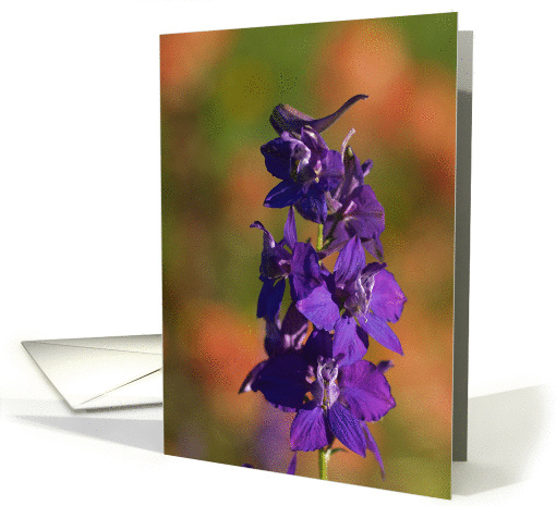 Larkspur (blank inside) card (86487)