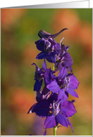 Larkspur (blank inside) card