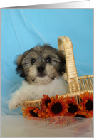 Puppy Birthday Card for Girl card