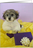 Puppy Present Birthday Card for Girl card