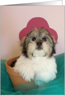 Friend Birthday Card -- Puppy in Flower Pot card