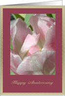 Pink Tulip...