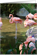 Flamingo Solo card