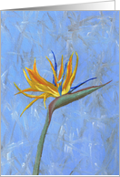 Bird of Paradise Blank Card