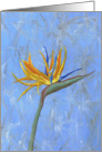 Bird of Paradise Thank You Card