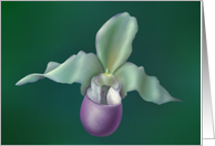 lady’s slipper orchid card