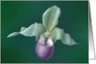 lady’s slipper orchid card