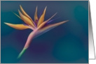 bird of paradise card