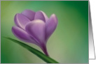 crocus card
